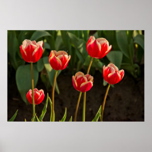 Affiche Tulipes, Festival des Tulipes, Woodburn, Oregon, É