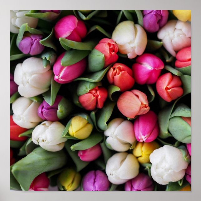 Affiche Tulipes Fleurs colorées Printemps de Pâques (Devant)
