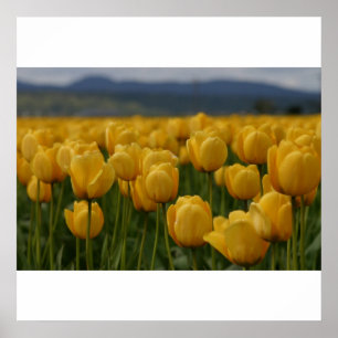 Affiche Tulipes jaunes