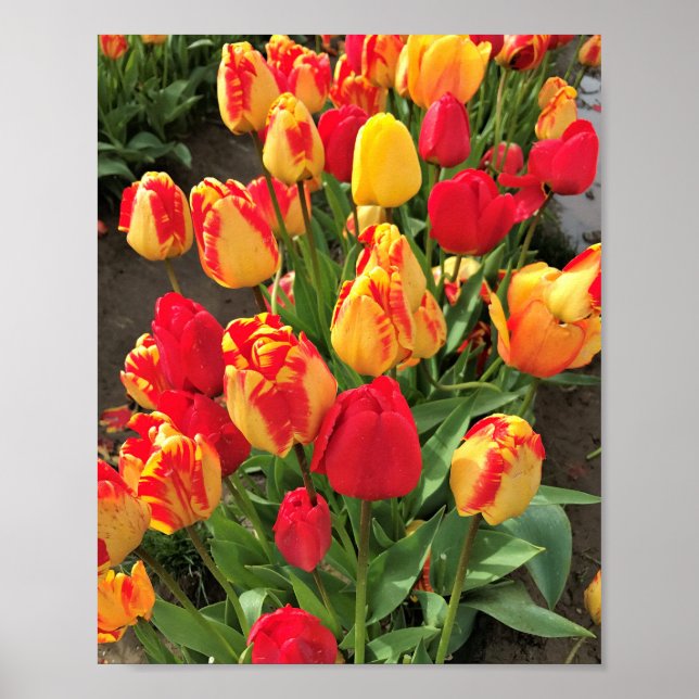 Affiche Tulipes jaunes et rouges (Devant)