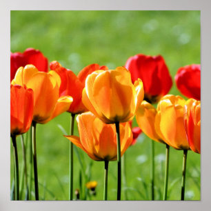 Affiche Tulipes Jaunes Et Rouges