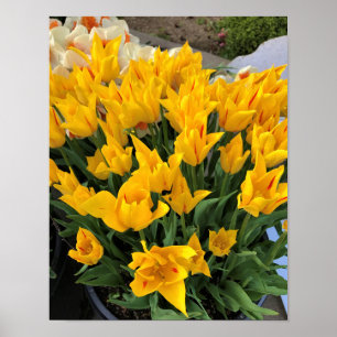 Affiche Tulipes jaunes uniques