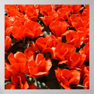 Affiche Tulipes orange