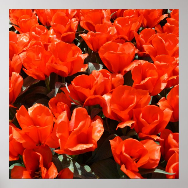 Affiche Tulipes orange (Devant)