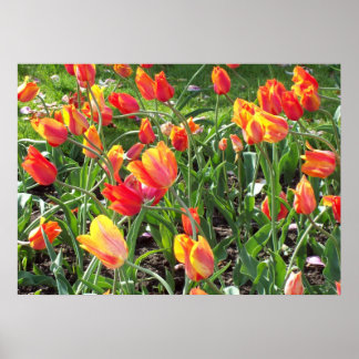 Affiche Tulipes orange