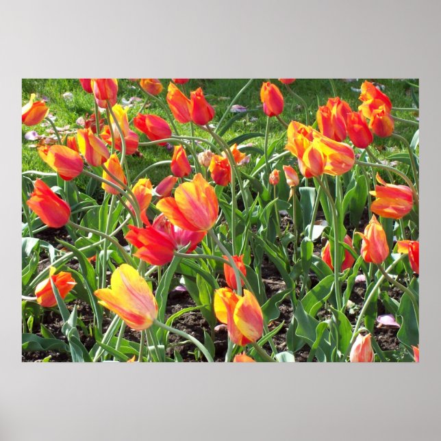 Affiche Tulipes orange (Devant)