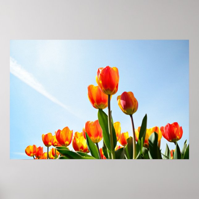 Affiche Tulipes orange et rouge vues d'en bas (Devant)
