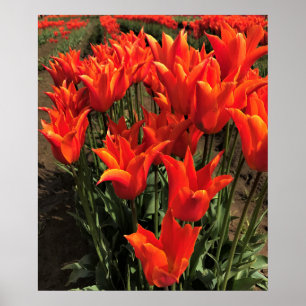 Affiche Tulipes orange, Oregon