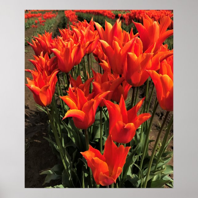 Affiche Tulipes orange, Oregon (Devant)
