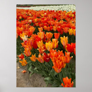 Affiche Tulipes oranges dans le champ, Woodburn, OU