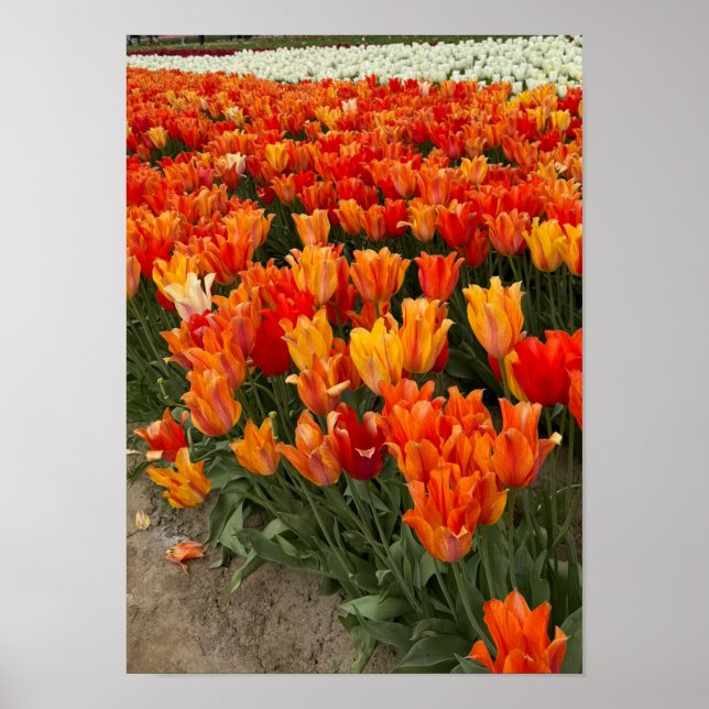Affiche Tulipes oranges dans le champ, Woodburn, OU (Devant)