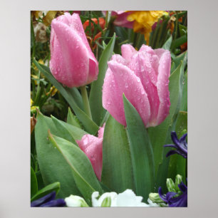 Affiche Tulipes Pétales Roses Nichées Dans L'Affiche Feuil