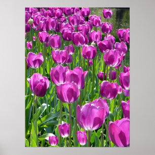 Affiche Tulipes pourpres