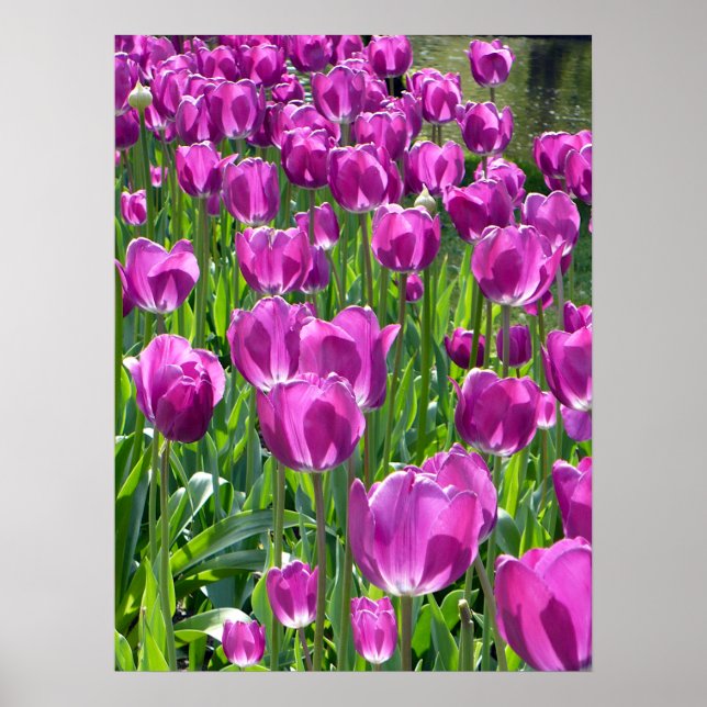 Affiche Tulipes pourpres (Devant)