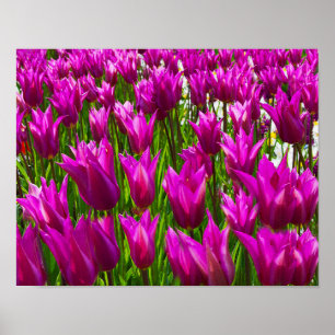 Affiche Tulipes pourpres Keukenhof Holland Small