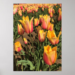 Affiche Tulipes rose et jaune