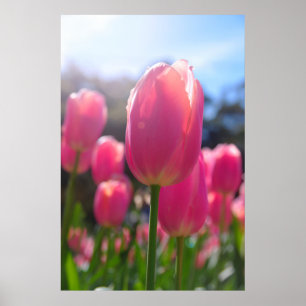 Affiche Tulipes roses