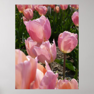 Affiche Tulipes roses
