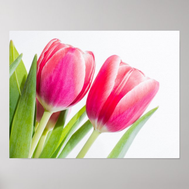 Affiche Tulipes roses avec Feuille vert photo (Devant)