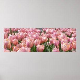 Affiche Tulipes roses baisées au soleil