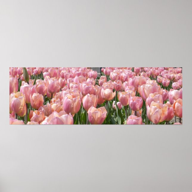 Affiche Tulipes roses baisées au soleil (Devant)