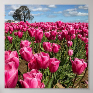Affiche Tulipes roses dans un champ, Oregon