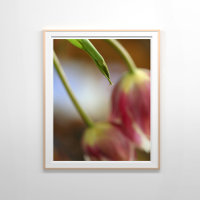 Tulipes roses encore vie
