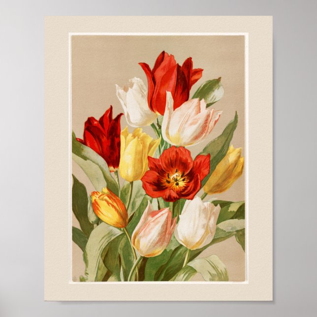Affiche Tulipes roses, jaunes, blanches et rouges (Devant)