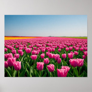 Affiche Tulipes roses vibrantes dans un champ printanier