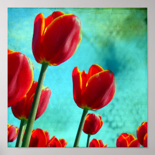 Affiche Tulipes rouges