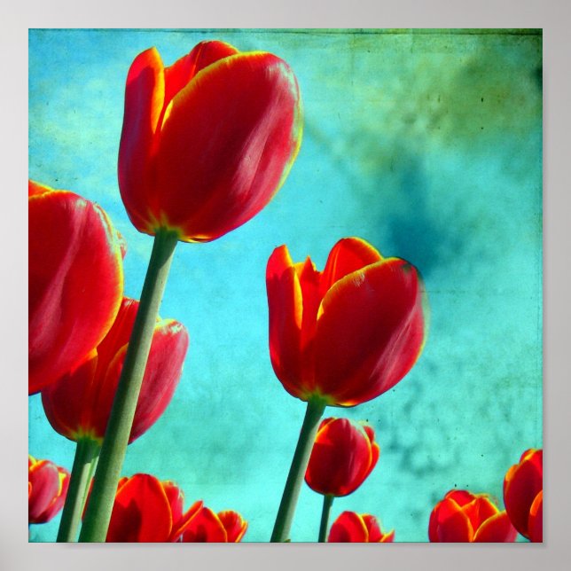 Affiche Tulipes rouges (Devant)