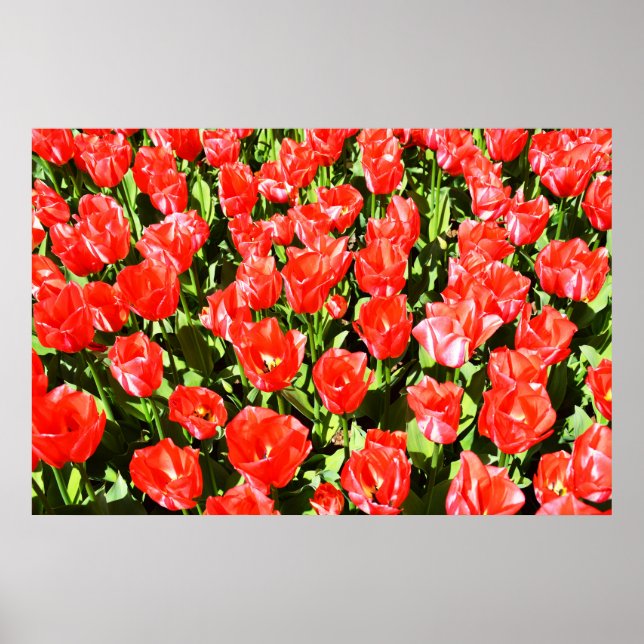 Affiche Tulipes rouges (Devant)