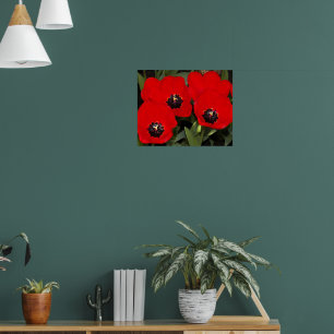 Affiche Tulipes Rouges Brillantes Photographie Florale