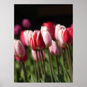 Affiche Tulipes rouges et blanches et roses