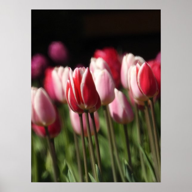 Affiche Tulipes rouges et blanches et roses (Devant)