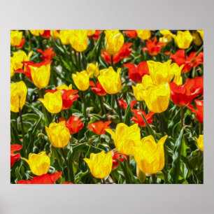 Affiche Tulipes rouges et jaunes