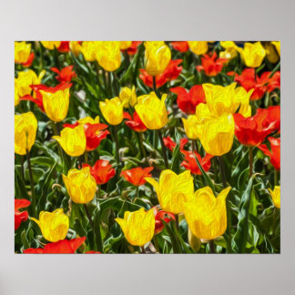 Affiche Tulipes rouges et jaunes