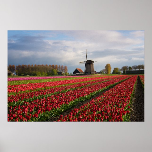 Affiche Tulipes rouges et un moulin à vent (Devant)
