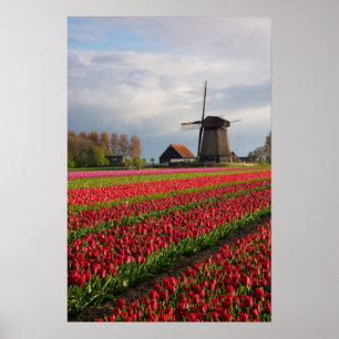 Affiche Tulipes rouges et un moulin à vent