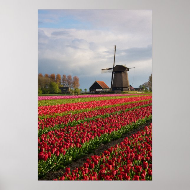 Affiche Tulipes rouges et un moulin à vent (Devant)