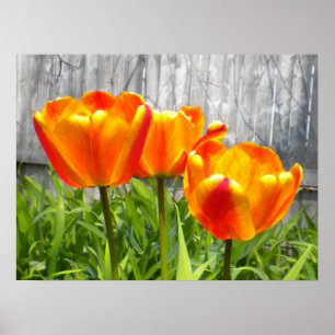 Affiche Tulipes rouges flambées jaunes