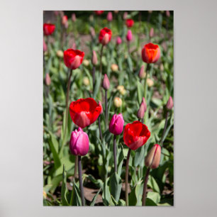 Affiche Tulipes rouges le jour d'été