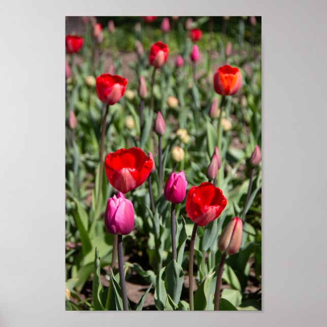 Affiche Tulipes rouges le jour d'été (Devant)