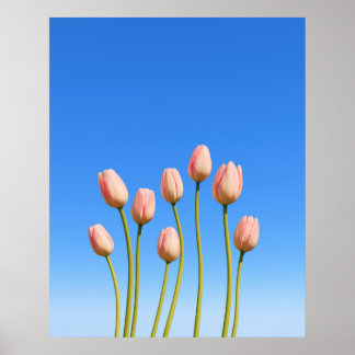 Affiche Tulipes vives sous un ciel bleu clair
