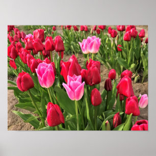 Affiche Tulips