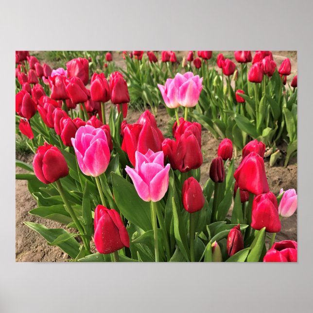 Affiche Tulips (Devant)
