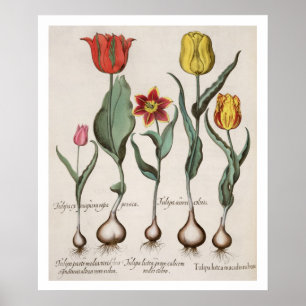 Affiche Tulips: 1.Tulipa lutea maculis rubens; 2.Tulipa au