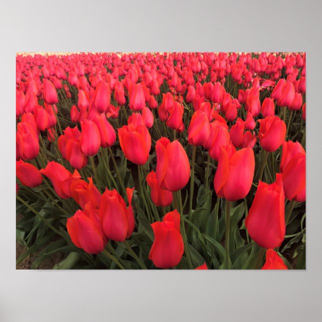 Affiche Tulips Coral Pink (Devant)