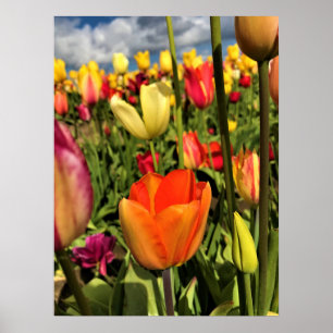 Affiche Tulips du Colorful