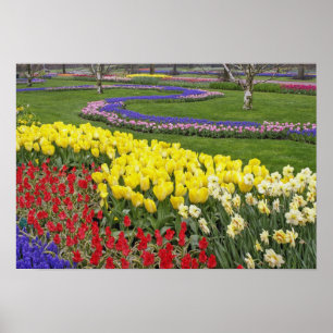 Affiche Tulips, Grape Hyacinth, and Daffodils,